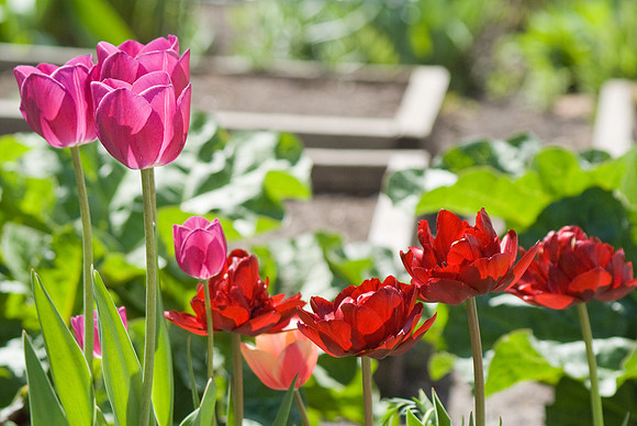 Pink & Red Tulips