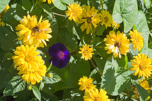 Heliopsis And Morning Glory