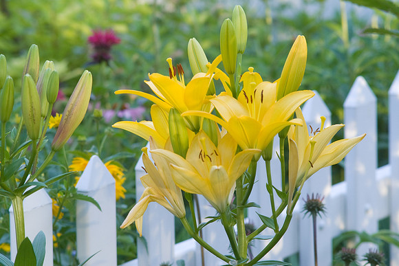 Yellow Lilies