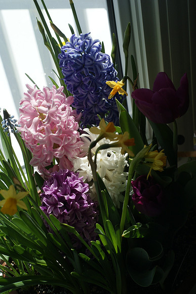 Birthday Flowers