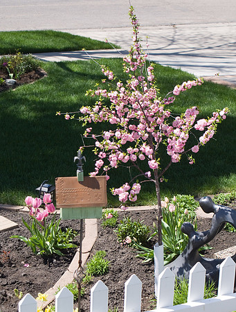 Plum Tree