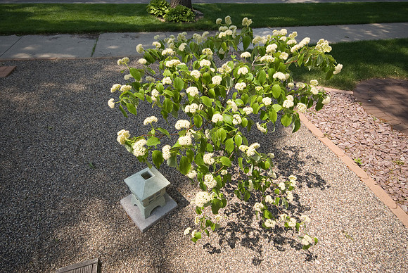 Ray's Tree In Bloom
