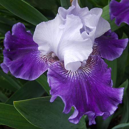 Purple Lt. Blue Iris