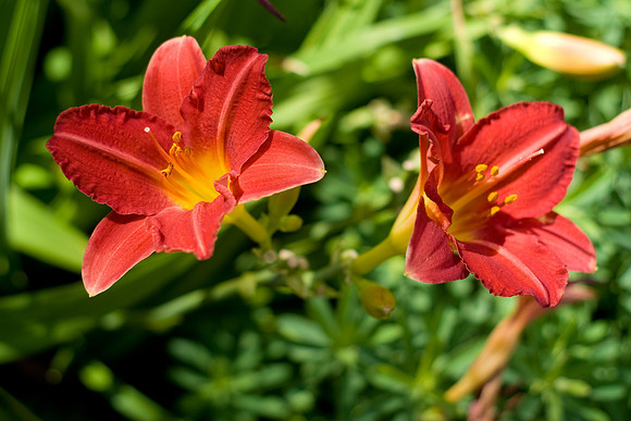 Red/Yellow Lilies
