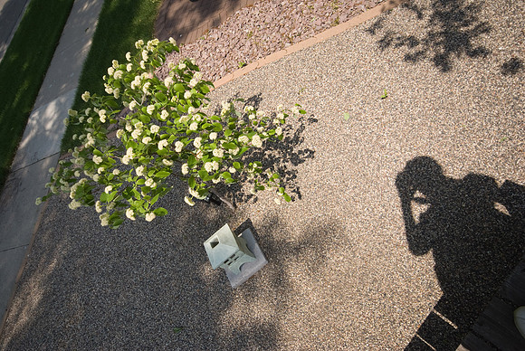 Tree In Shadow