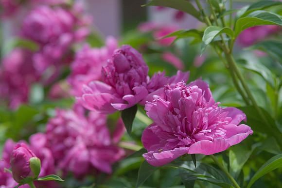 Pink Peonis