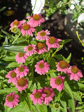 Coneflowers
