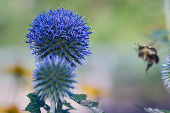 Twin Bumblebees