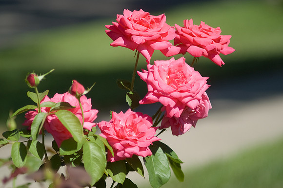 Red Roses