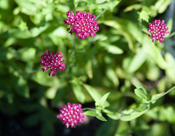 "Mars Midget" Knautia