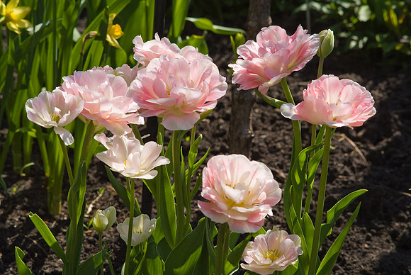 Pink Flowers