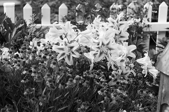 'Shocking' Lilies Stand Out