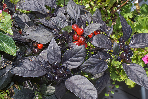 Dark Berries