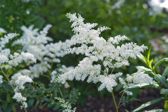 Astilbe