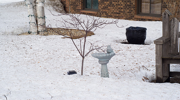 Ray's Tree Survives Winter