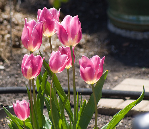 Pink Tulips