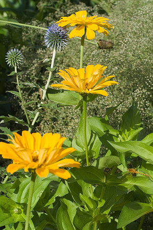Zennia And Thistle