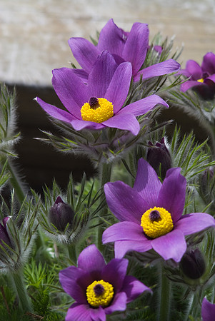 Pasque Flowers