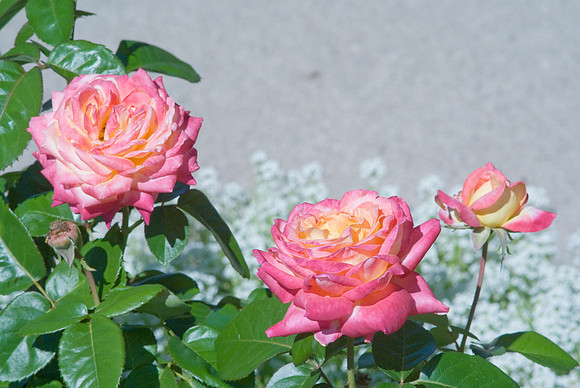 Love And Peace Rose