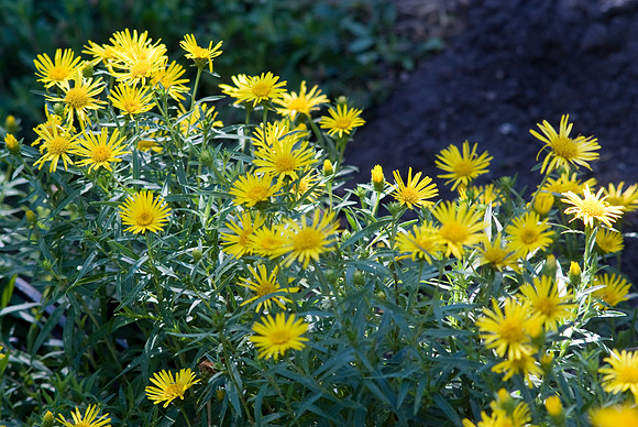 Yellow Flowers