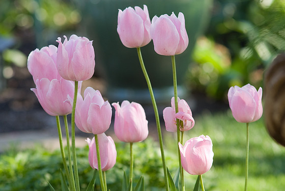 Pink Tulips