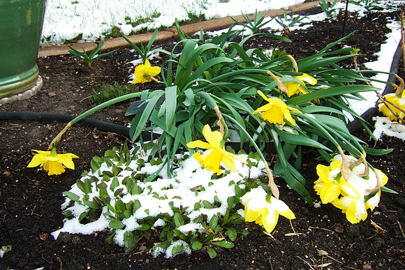 Daffodils And Snow