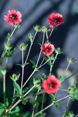 Red Flowers