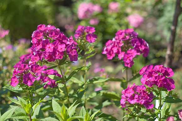 Magenta Phlox
