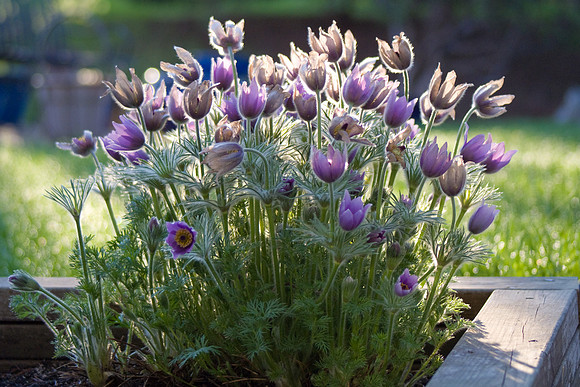 Pasque Flowers