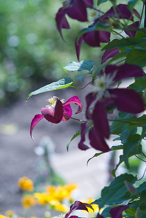 Clematis Niobe
