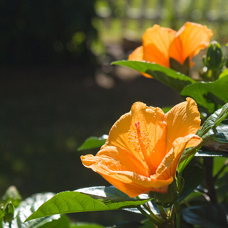 Sunny Wind Hibiscus
