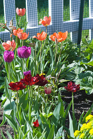 Colored Tulips