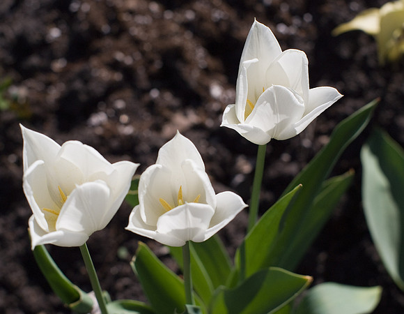 White Flowers