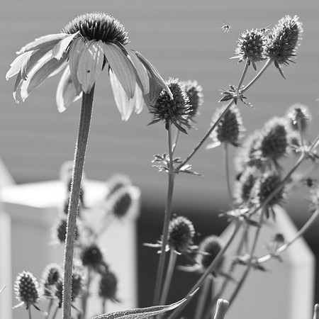 Bugs And Buds
