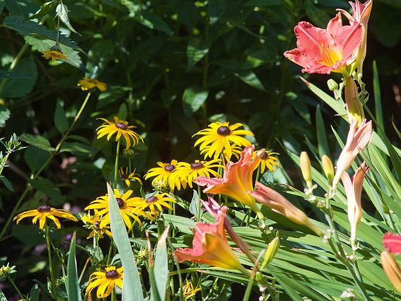 Black-Eyed Susan