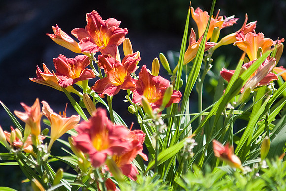 Summer Wine Day Lilies