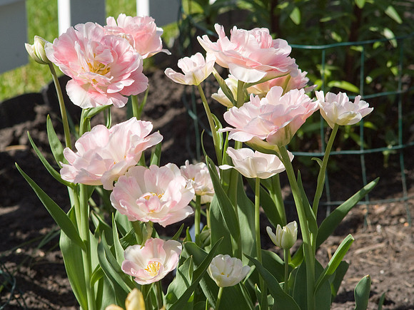 Pink Flowers