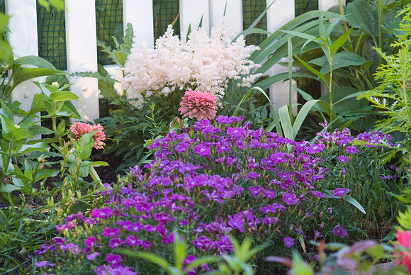 Dianthus