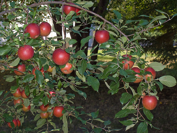 Apple Crop