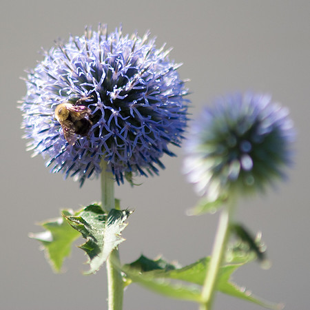 Echinops King Of The Bees