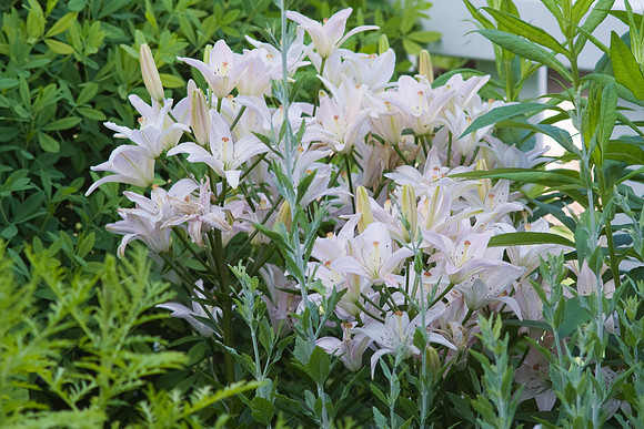 Pink Lilies