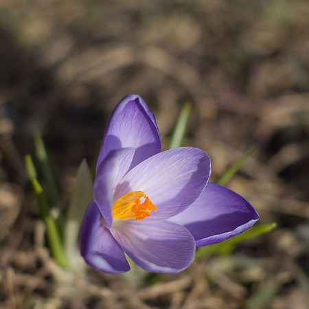 Purple Crocuses