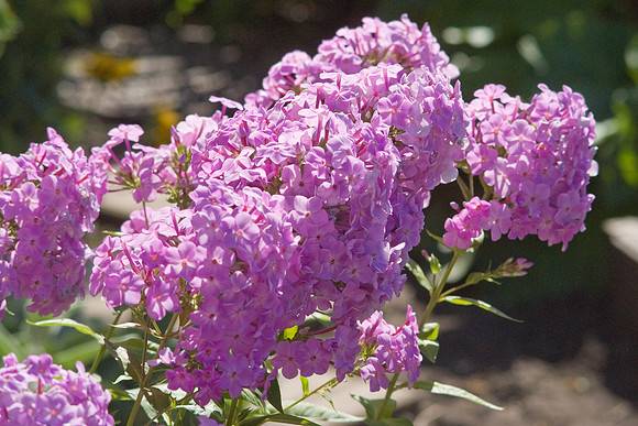 David's Lavendar Phlox