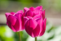 2011 Flowers & Yard