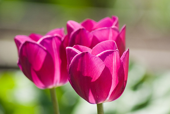 Pink Tulips