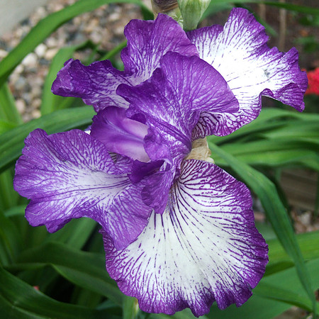 Purple Iris