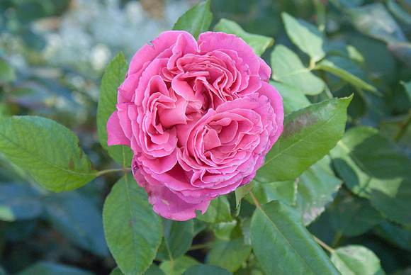 Pink Rose