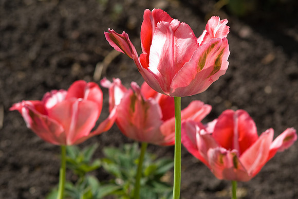 Pink Tulips