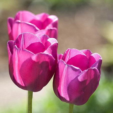 Pink Tulips