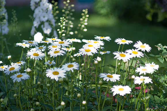 Becky Daisy, Leucanthemum